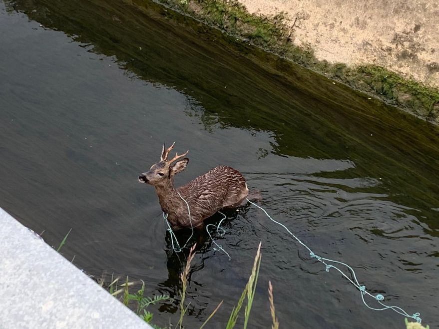 Bomberos rescatan a un corzo atrapado en el Canal de Argómaniz | Gasteiz Hoy
