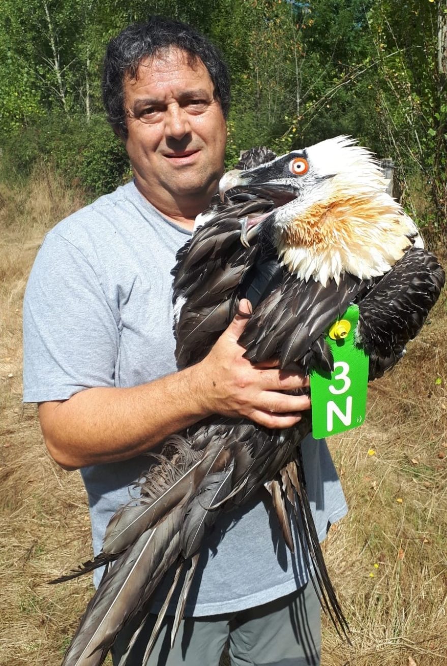 quebrantahuesos-alava1 quebrantahuesos-alava1