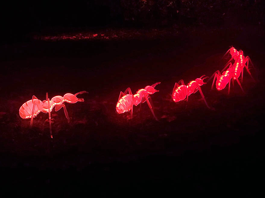 hormigas umbra light festival 2023