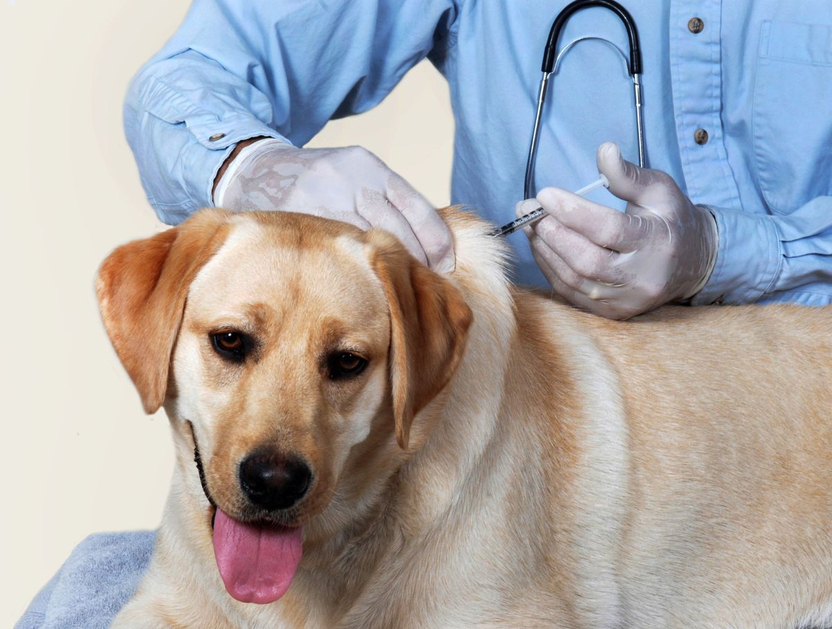 vacuna perro