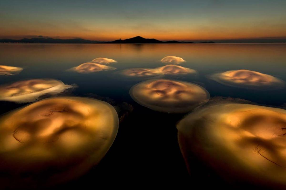 European Wildlife Photographer of the Year 2021 Angel Fitor