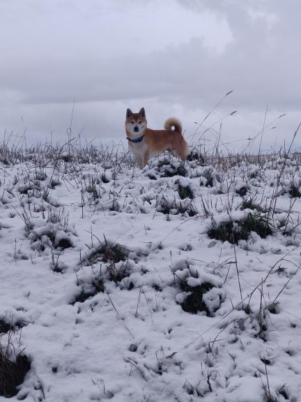 nieve vitoria perro
